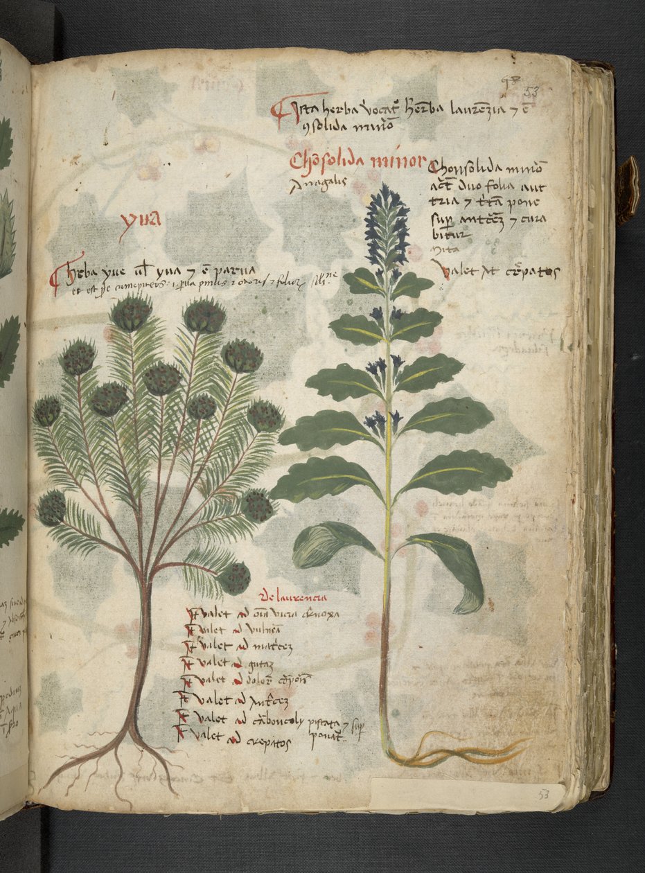 MS 41623 