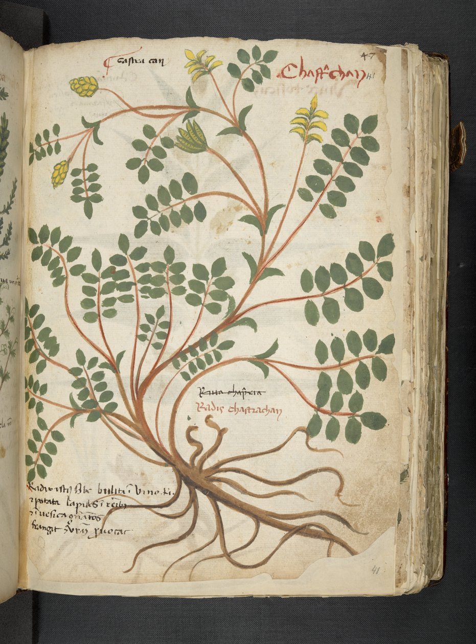 MS 41623 