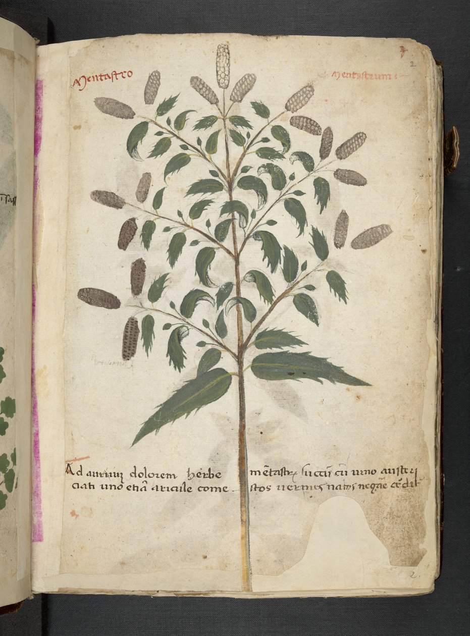 MS 41623 