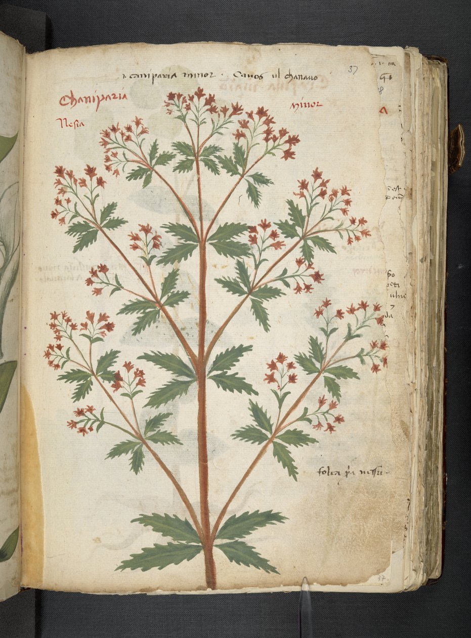 MS 41623 