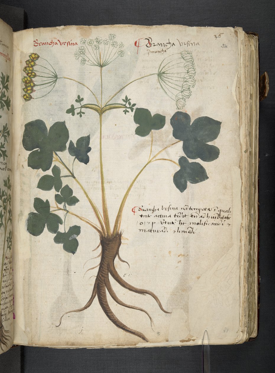 MS 41623 
