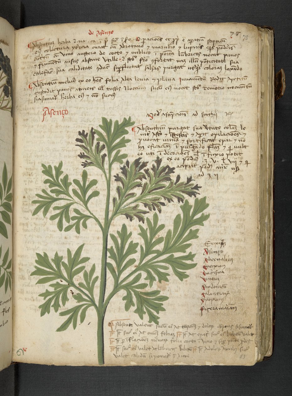 MS 41623 