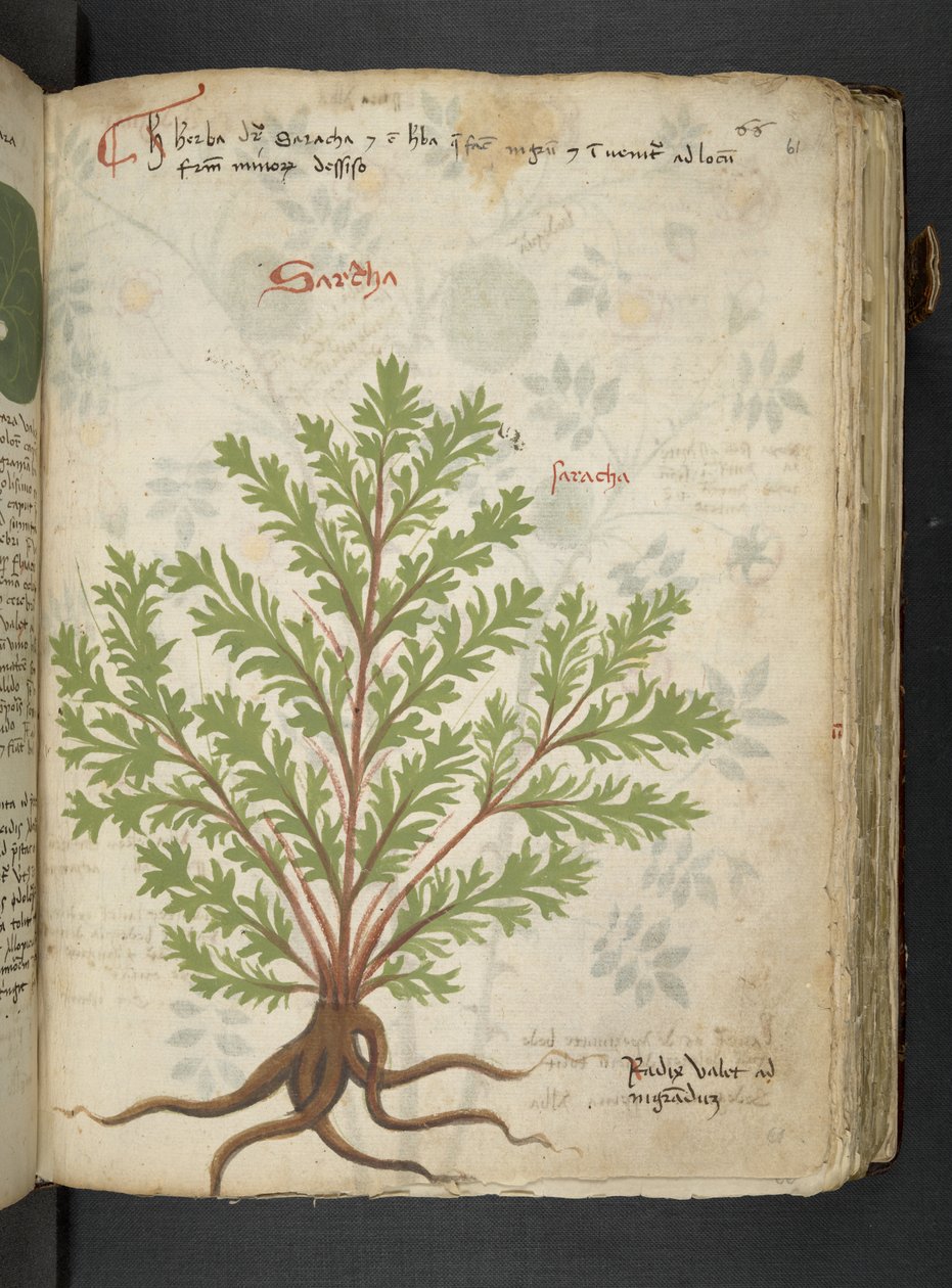 MS 41623 