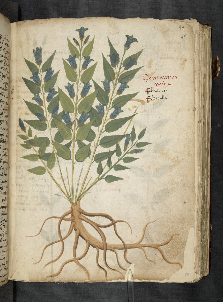 MS 41623 