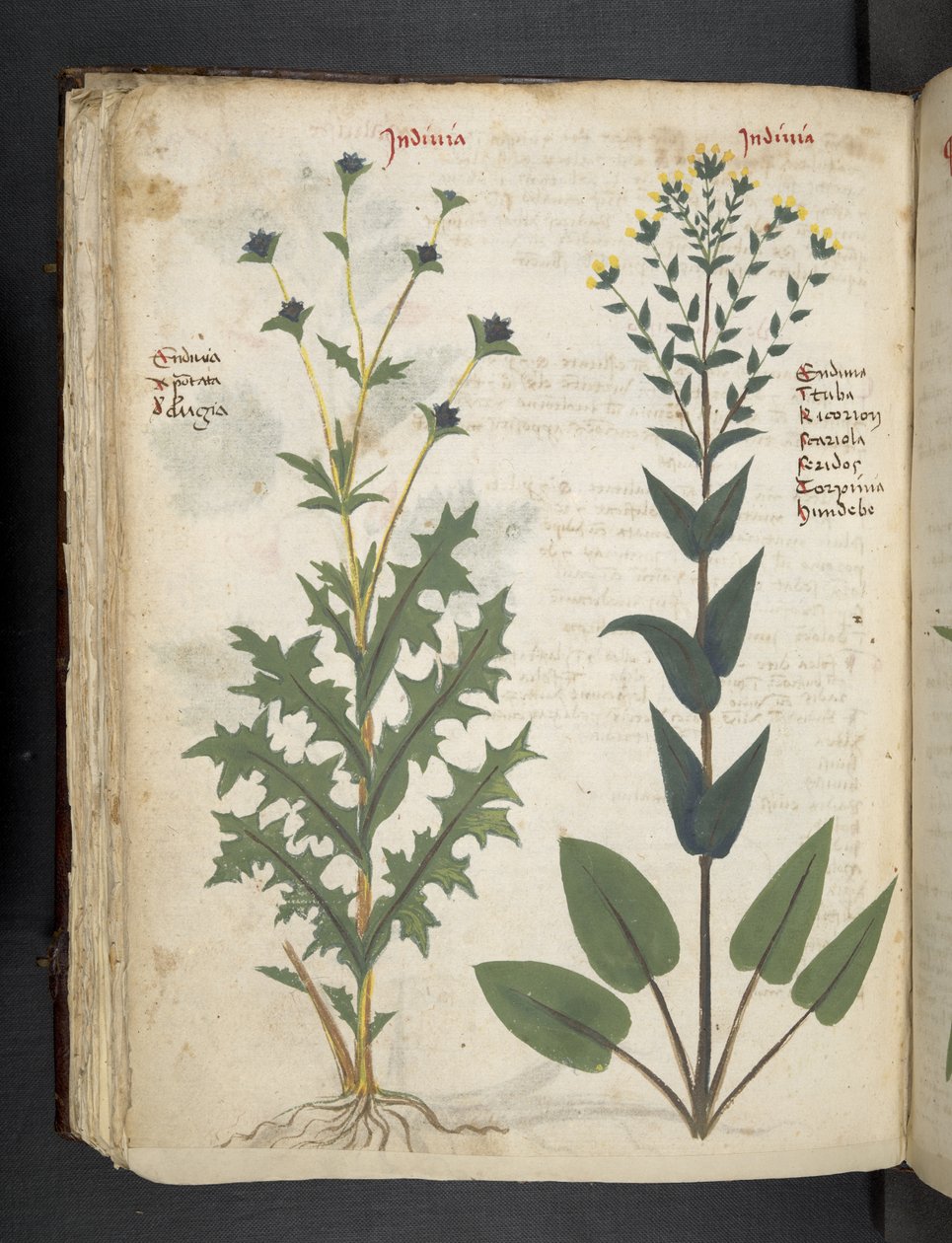 MS 41623 