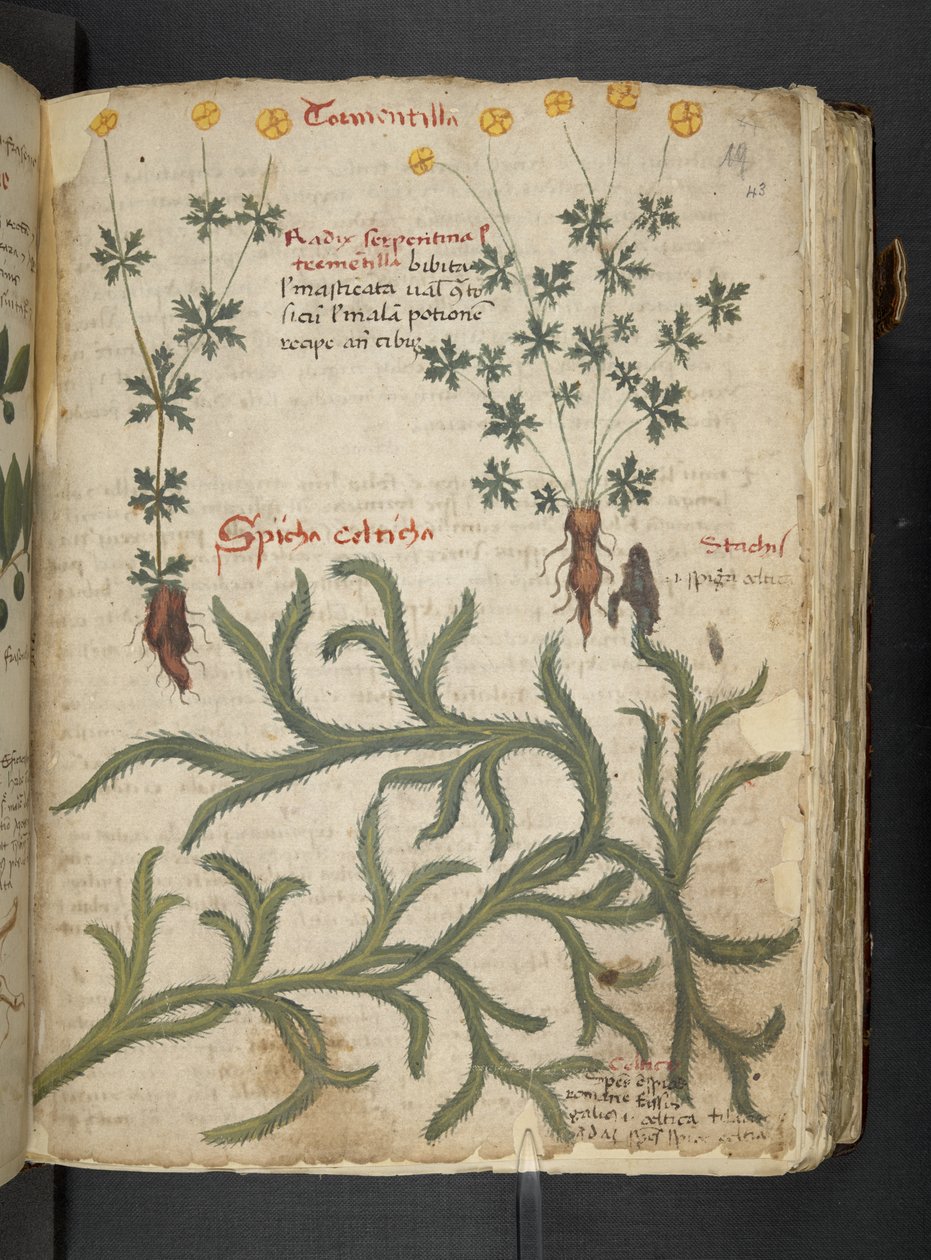 MS 41623 