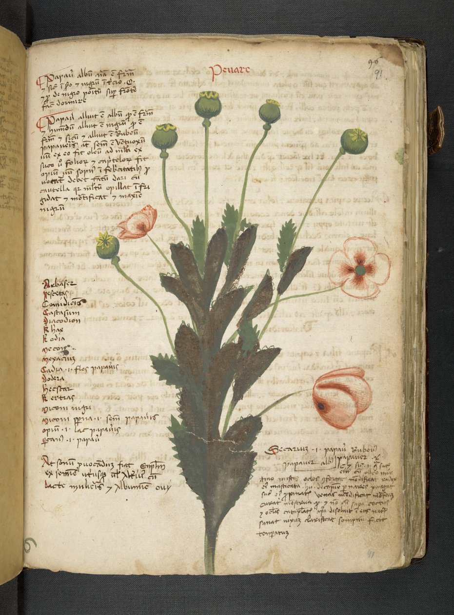 MS 41623 