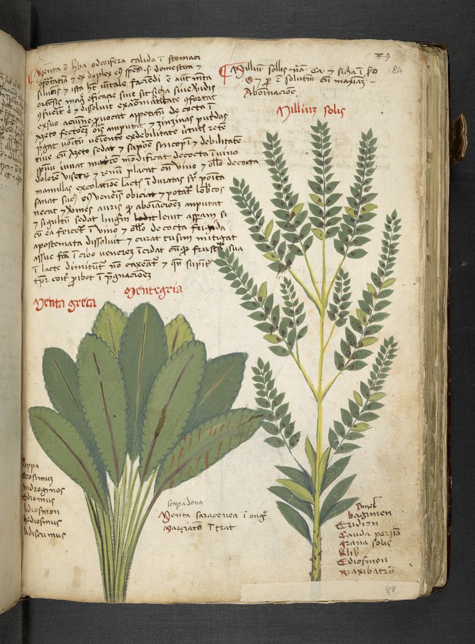MS 41623 