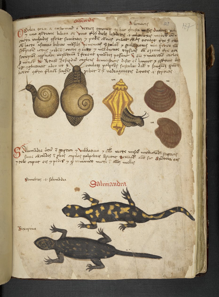 MS 41623 Chiocciole ve Salamandra, 