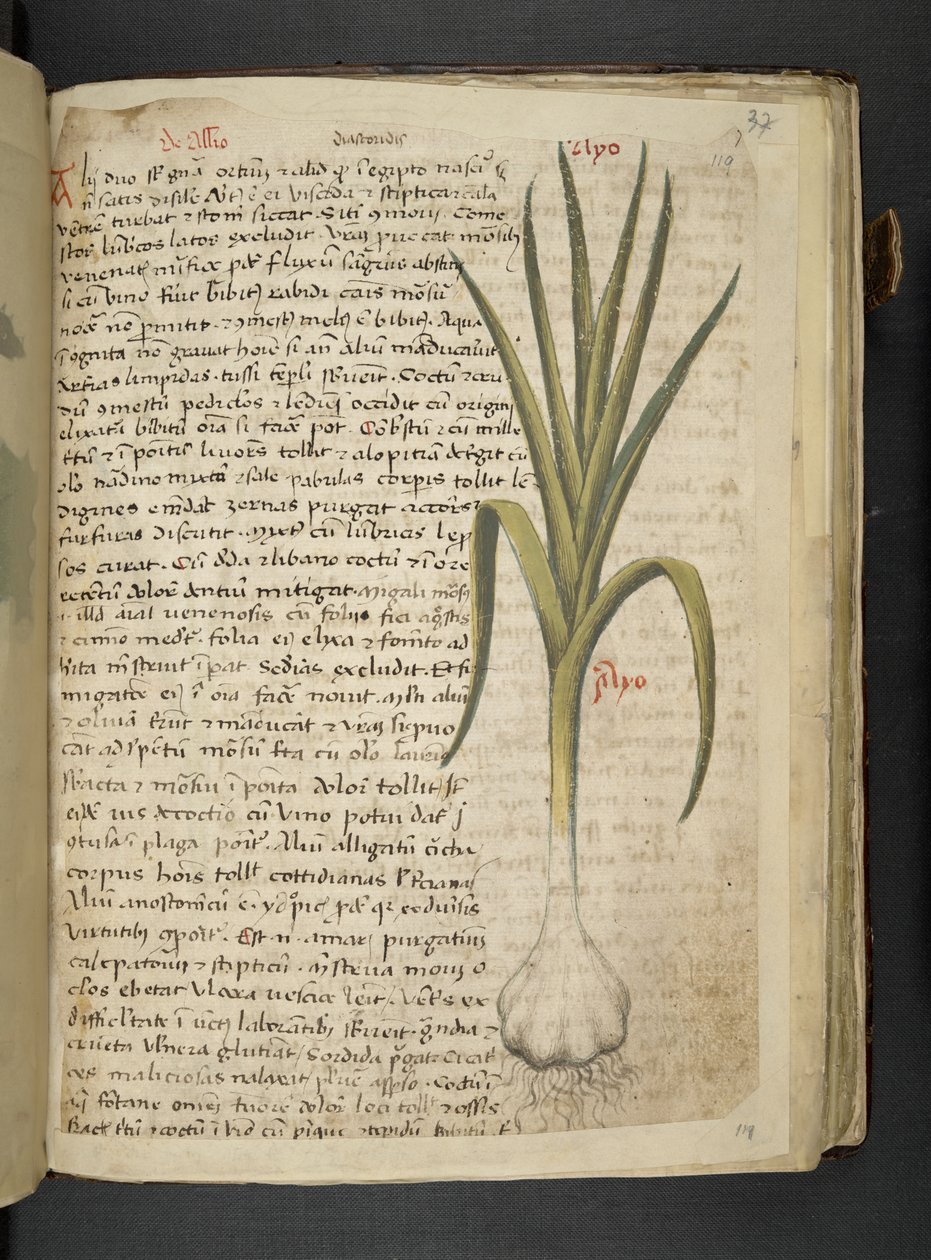 MS 41623 De Allio, 