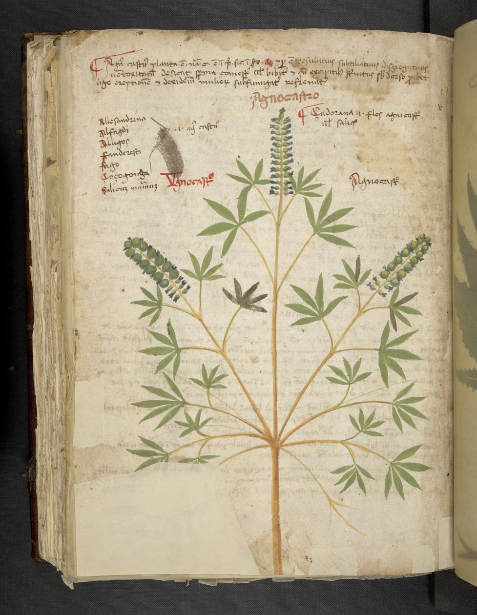 MS 41623 f.101v 