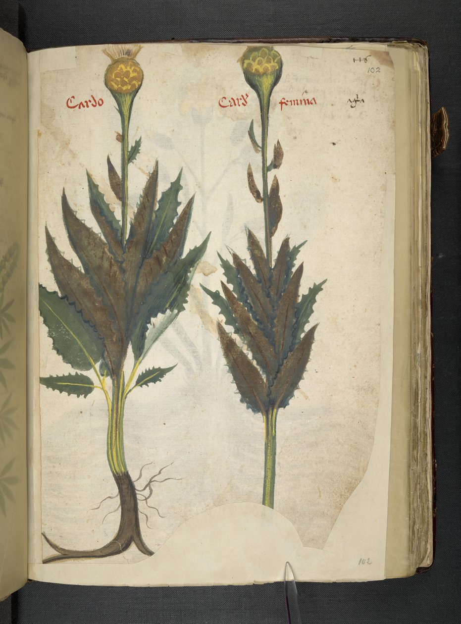 MS 41623 f.102r Cardo 