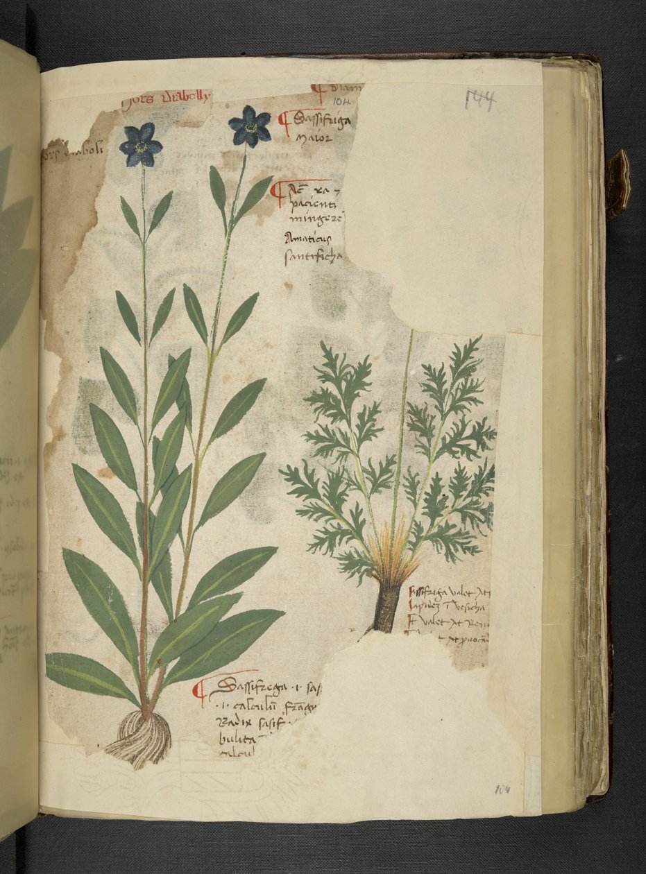 MS 41623 f.104r Sassifraga, 