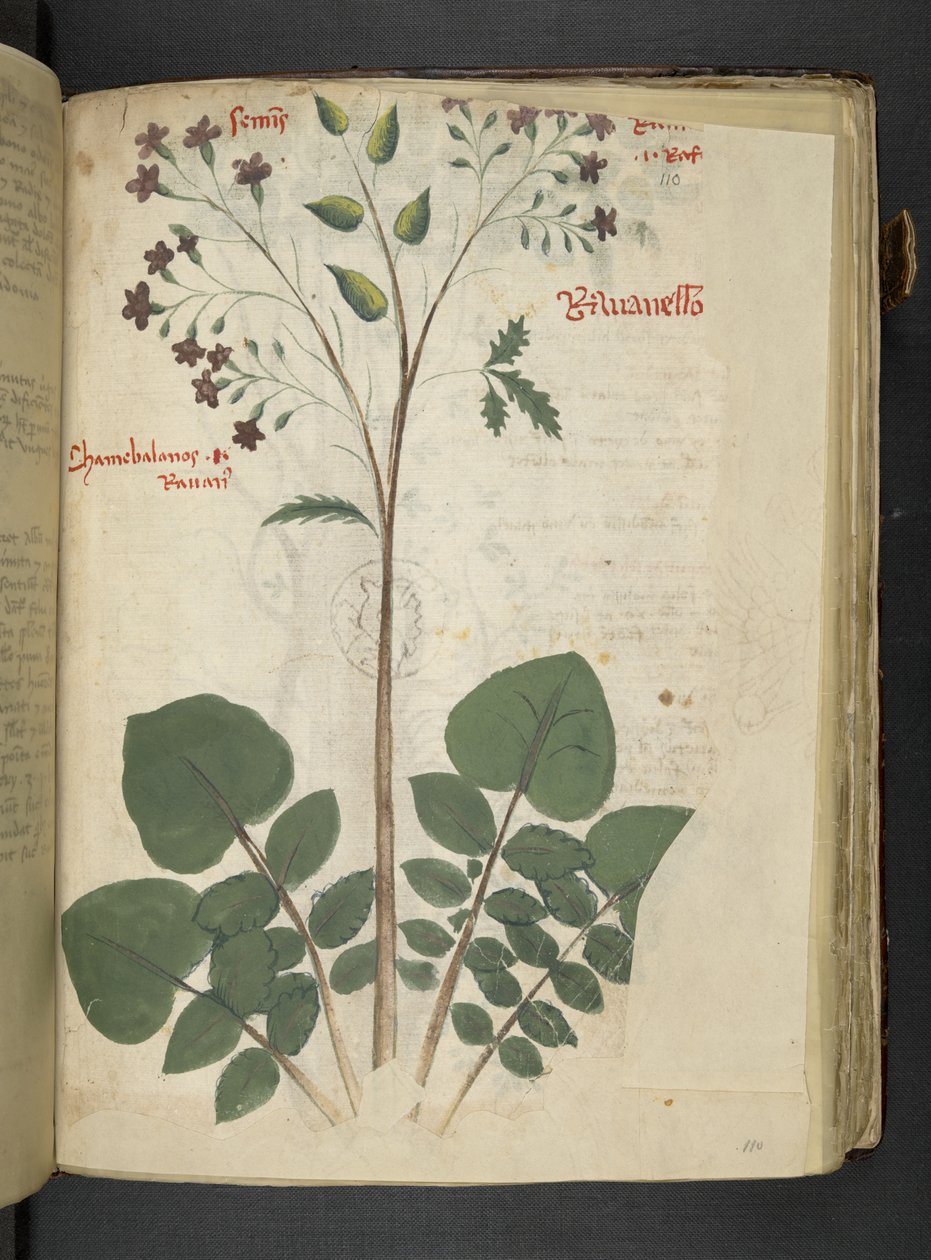 MS 41623 f.110r 