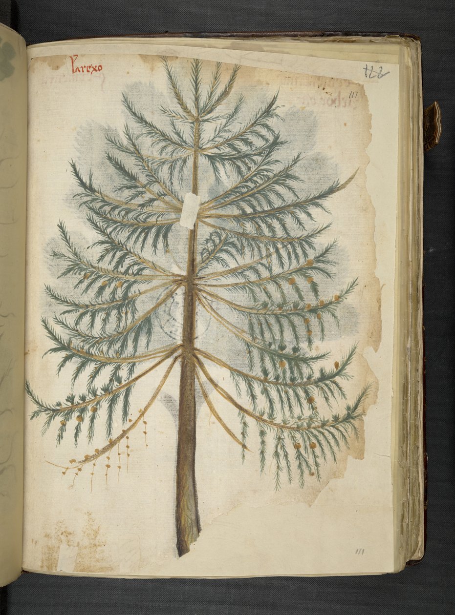 MS 41623 f.111r 
