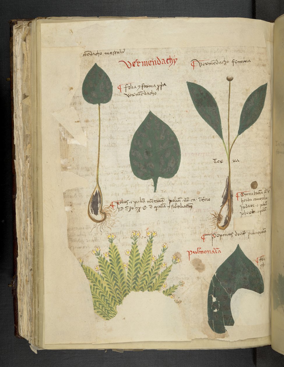 MS 41623 f.112v Pulmonaria