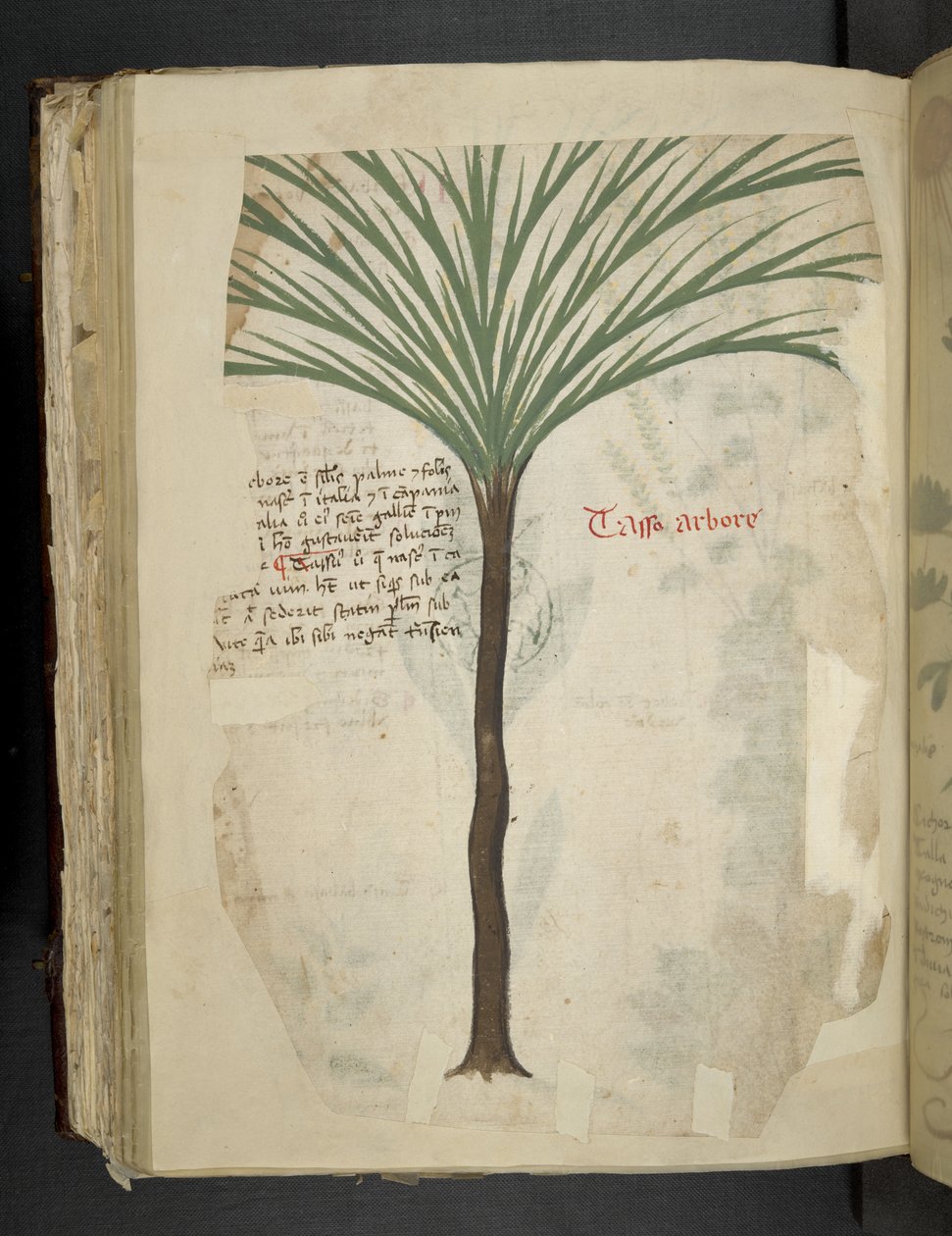 MS 41623 f.113v Tarro Arboro, 