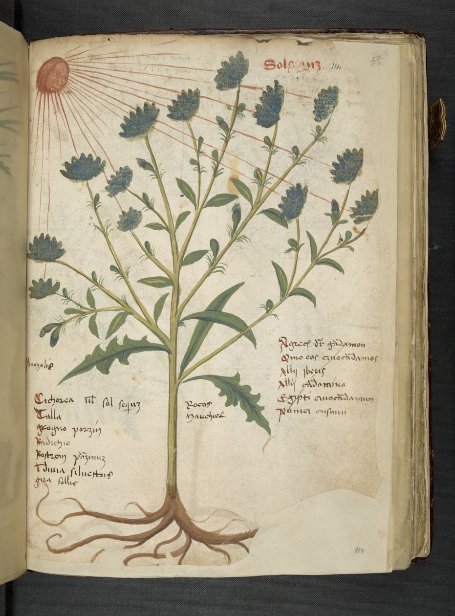 MS 41623 f.114r 