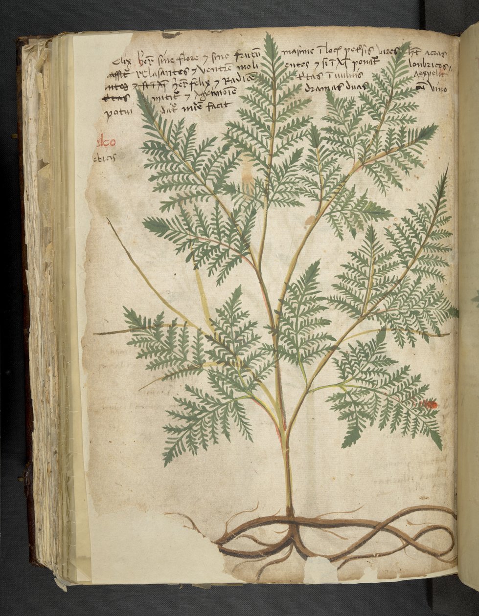 MS 41623 f.114v 