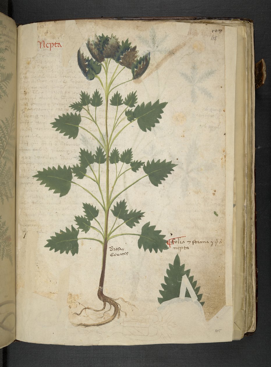 MS 41623 f.115r Nepta, 