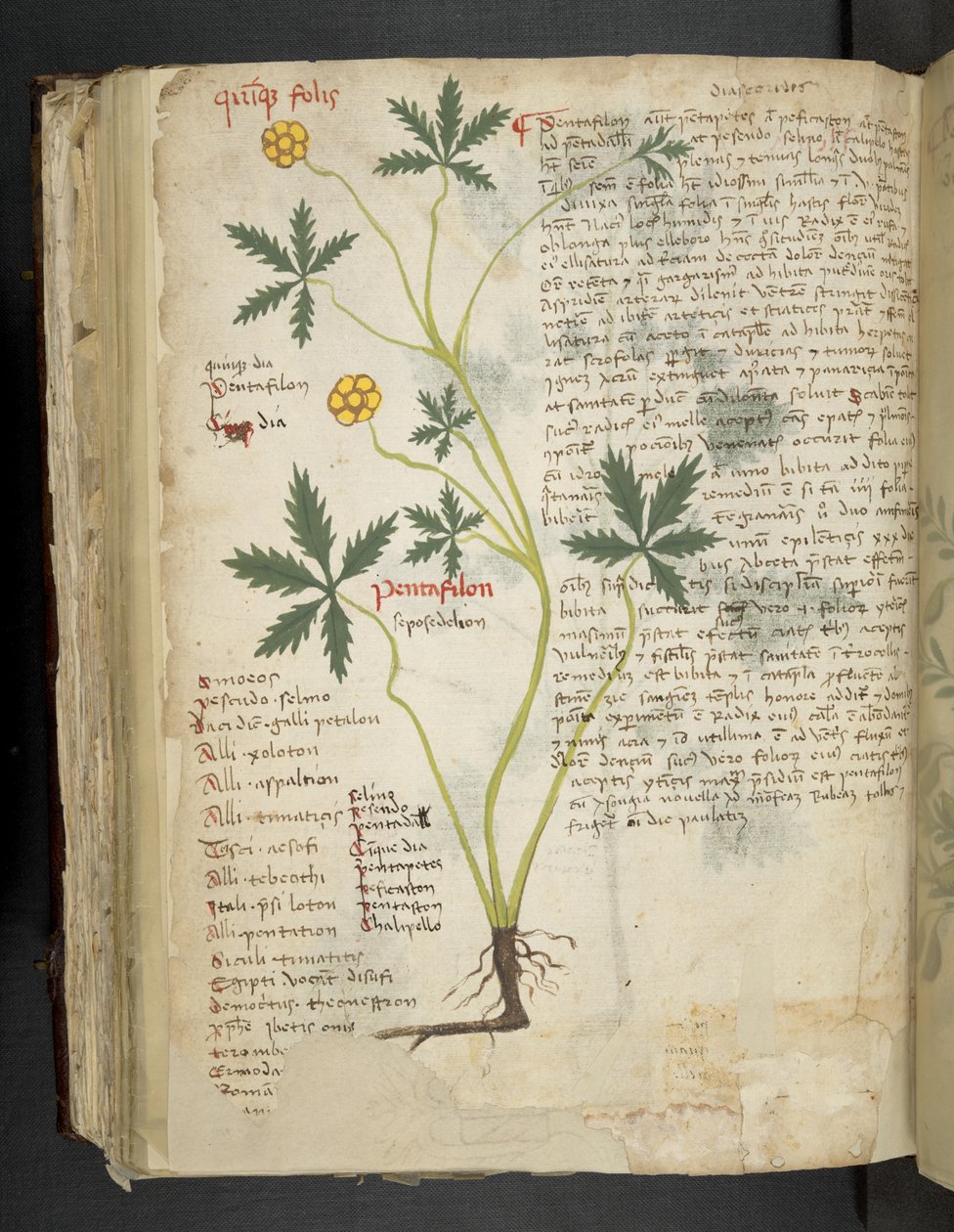 MS 41623 f.115v Pentafilon (veya 
