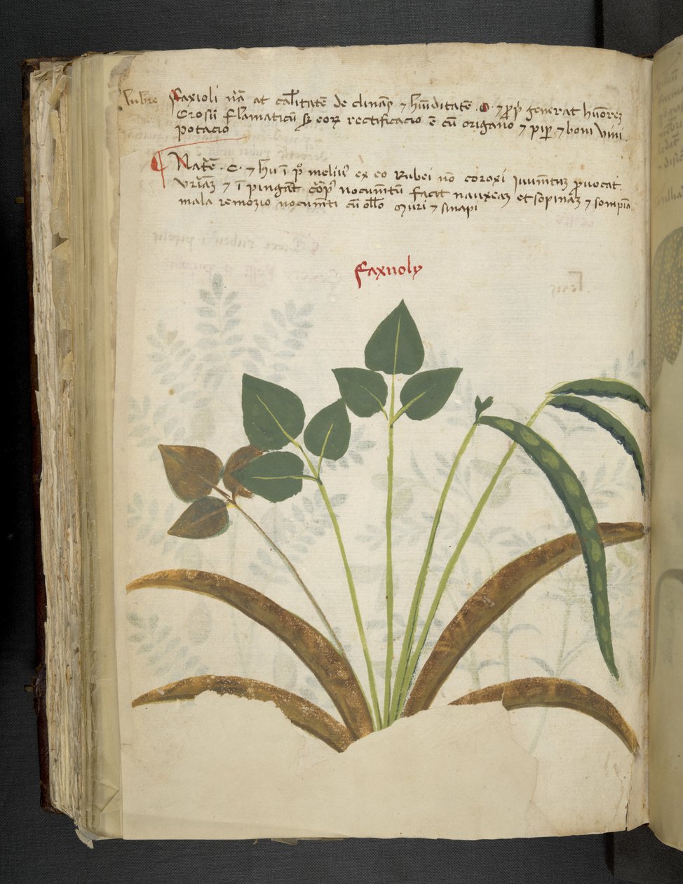 MS 41623 f.116v 