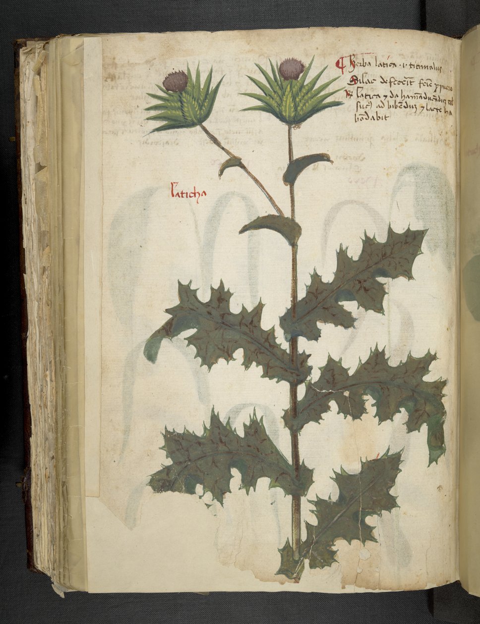 MS 41623 f.117v Thistle 