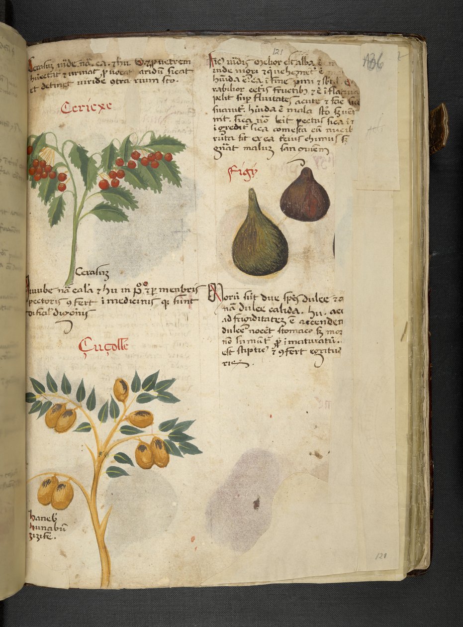 MS 41623 f.121r ekleyin Meyve ağaçları ve incir, 