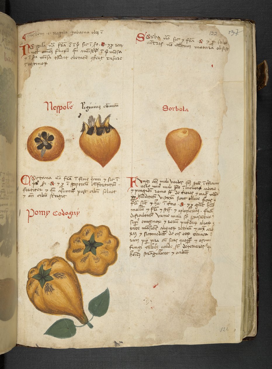 MS 41623 f.122r Pere Cotogne ve Sorbo, 