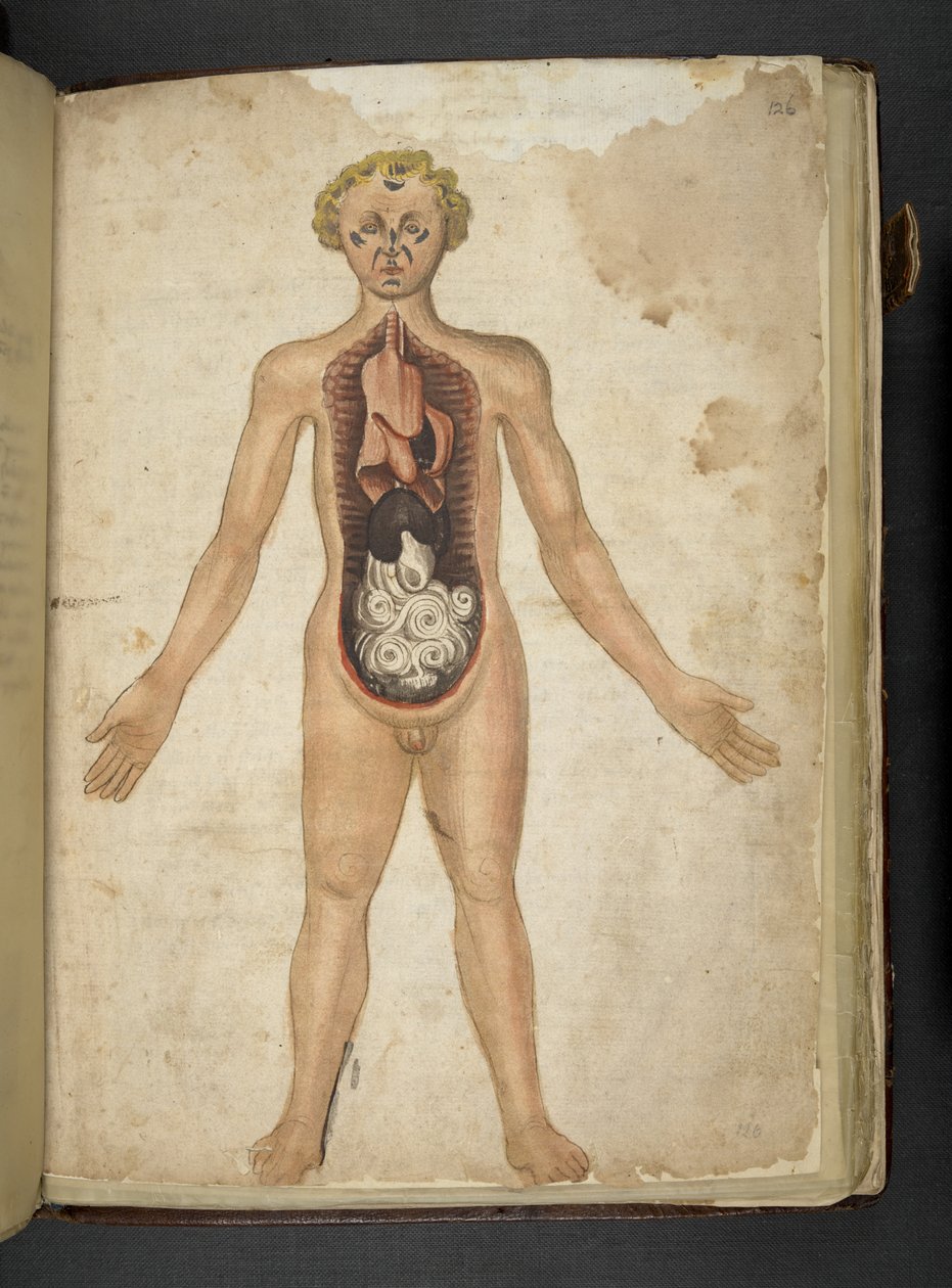 Ekle MS 41623 f.126r Bir insanın İç Organları, 