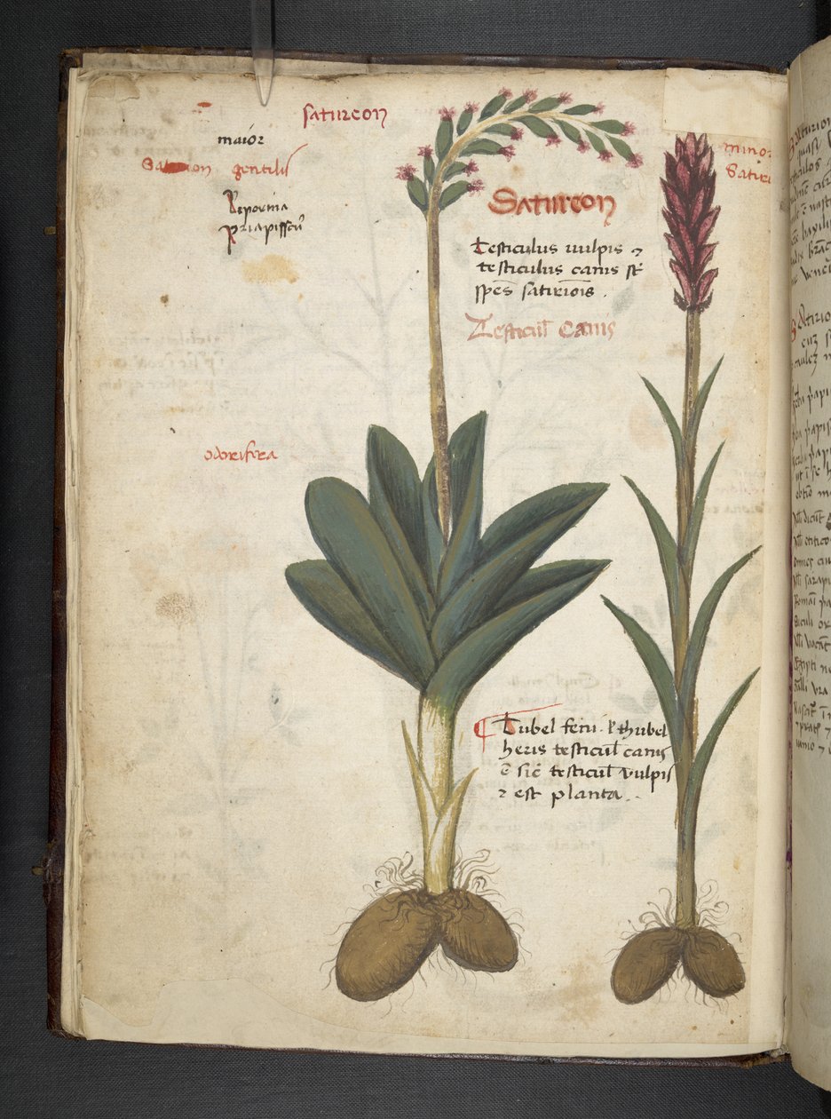 MS 41623 f.12v Bitkisel, Belluno ekleyin (parşömen üzerine mürekkep ve renk) by Italian School
