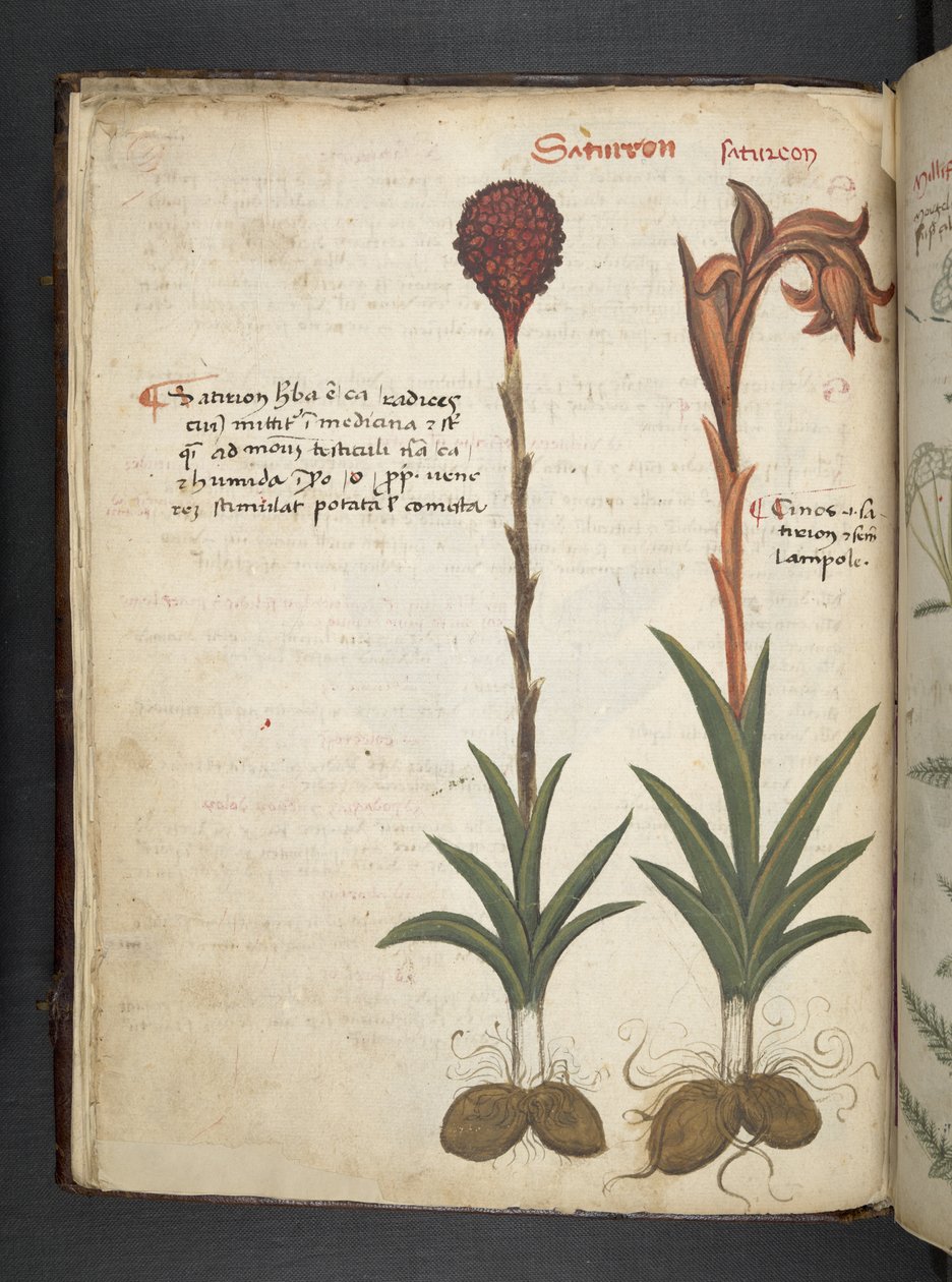 MS 41623 f.13v Bitkisel, Belluno (parşömen üzerine mürekkep ve renk) ekleyin by Italian School