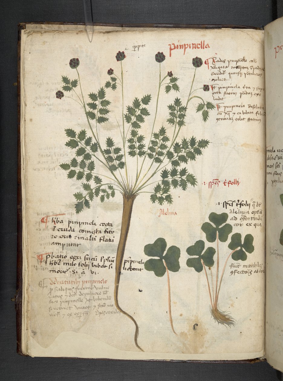 MS 41623 f.14v Bitkisel, Belluno ekleyin (parşömen üzerine mürekkep ve renk) by Italian School