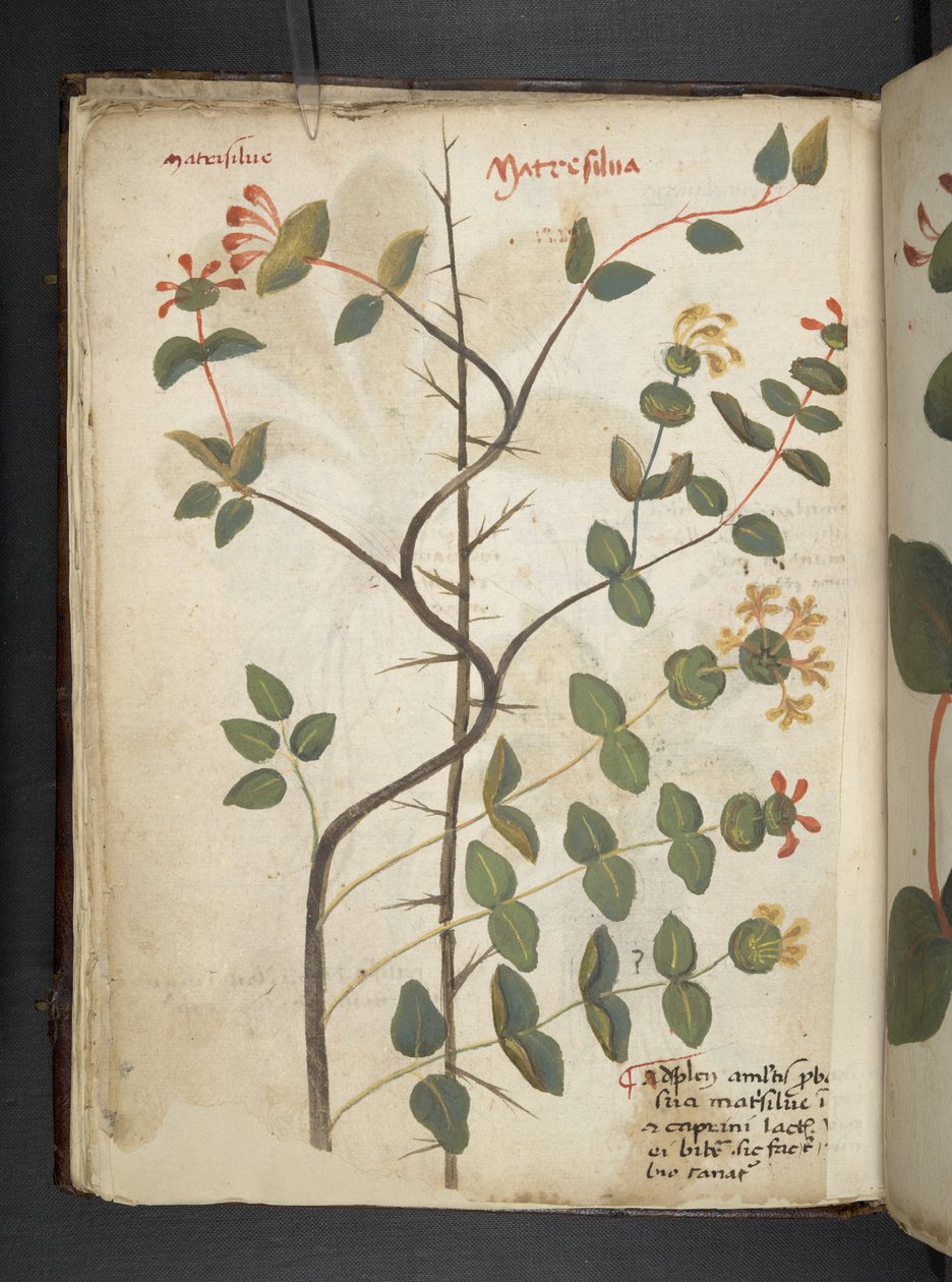 MS 41623 f.15v Bitkisel, Belluno ekleyin (parşömen üzerine mürekkep ve renk) by Italian School