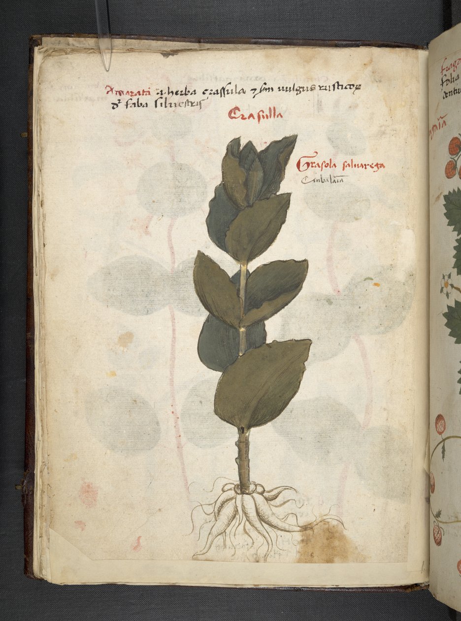 MS 41623 f.16v Bitkisel, Belluno (parşömen üzerine mürekkep ve renk) ekleyin by Italian School