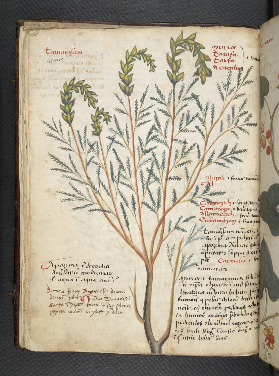 MS 41623 f.18v Bitkisel, Belluno (parşömen üzerine mürekkep ve renk) ekleyin by Italian School