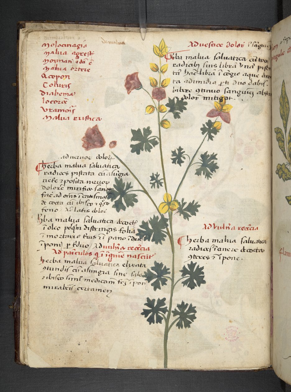 MS 41623 f.19v Bitkisel, Belluno ekleyin (parşömen üzerine mürekkep ve renk) by Italian School