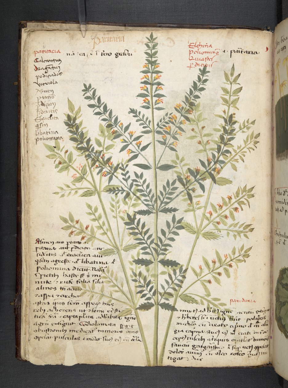 MS 41623 f.21v A bitkisel, Belluno ekleyin (parşömen üzerine mürekkep ve renk) by Italian School