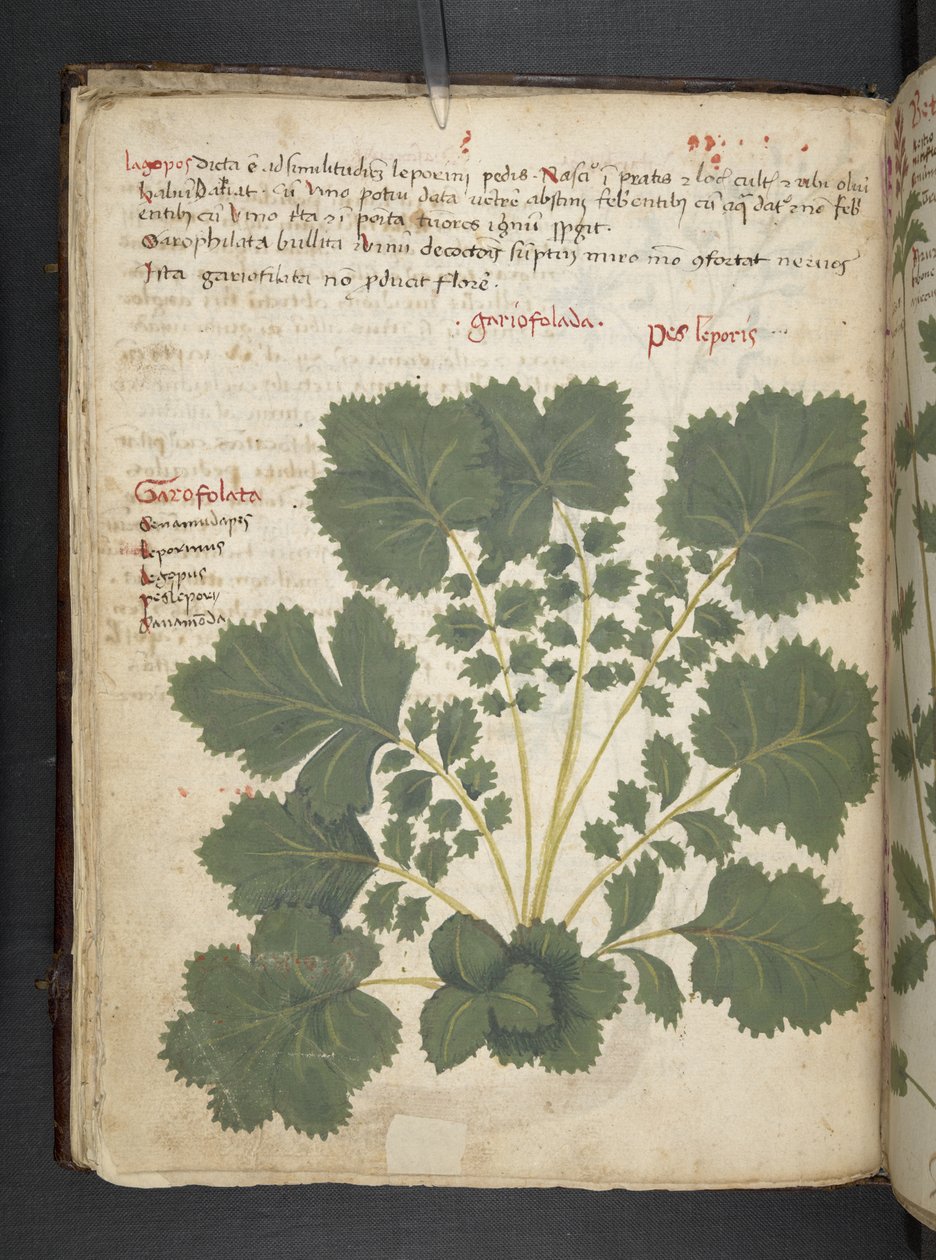 MS 41623 f.24v Bitkisel, Belluno ekleyin (parşömen üzerine mürekkep ve renk) by Italian School