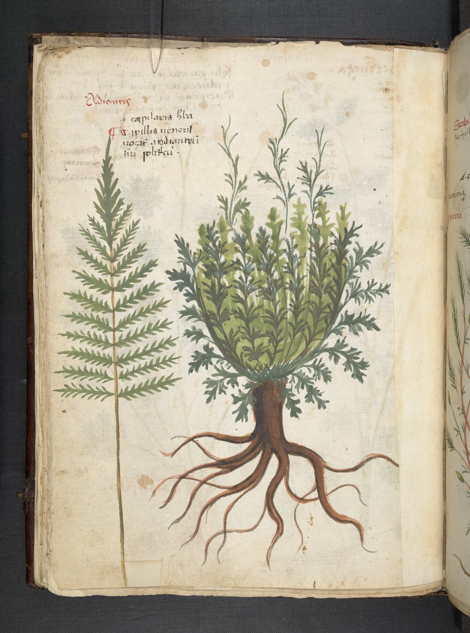 MS 41623 f.25v A bitkisel, Belluno ekleyin (parşömen üzerine mürekkep ve renk) by Italian School