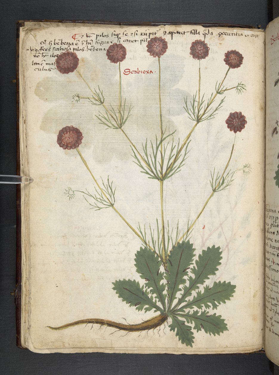 MS 41623 f.26v Bitkisel, Belluno ekleyin (parşömen üzerine mürekkep ve renk) by Italian School