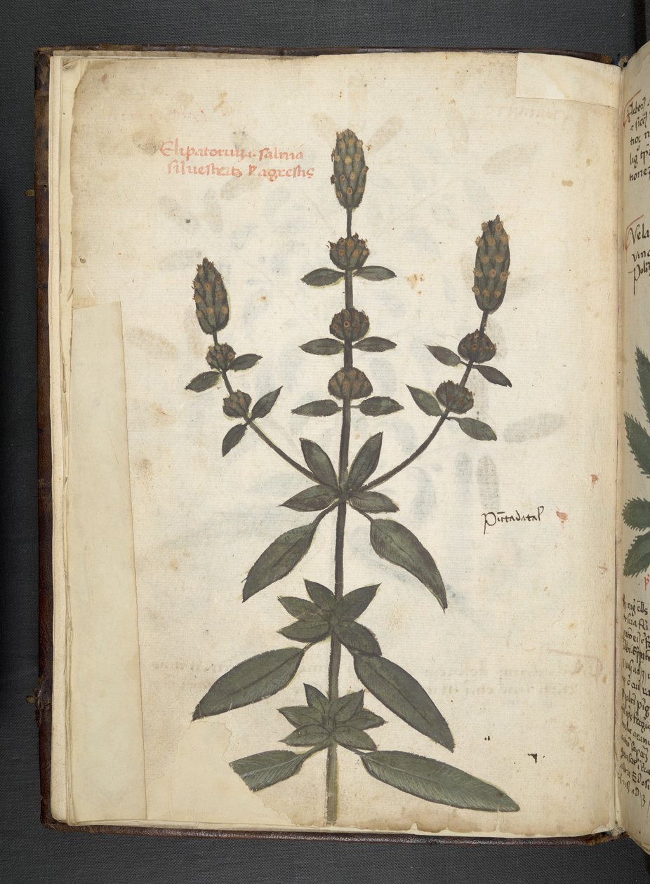 MS 41623 f.2v A bitkisel, Belluno ekleyin (parşömen üzerine mürekkep ve renk) by Italian School