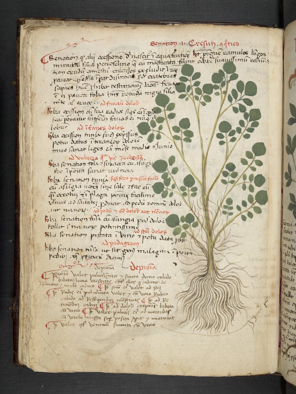 MS 41623 f.32v 