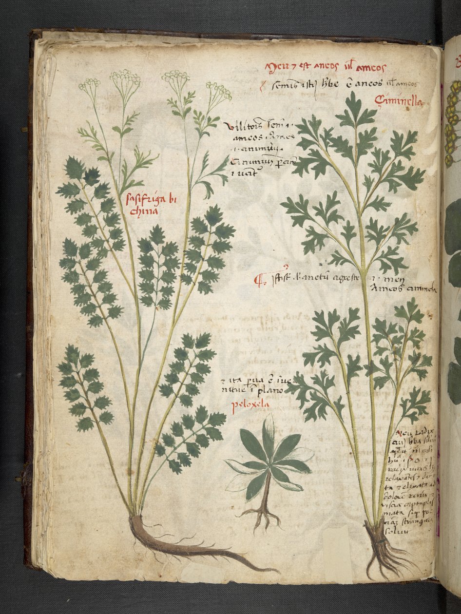 MS 41623 f.33v 