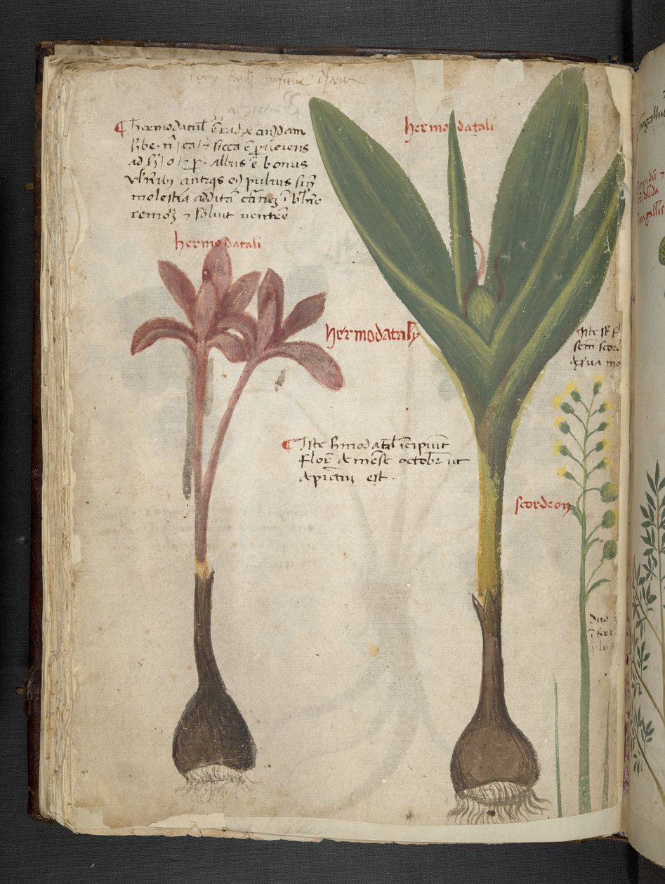 MS 41623 f.34v 