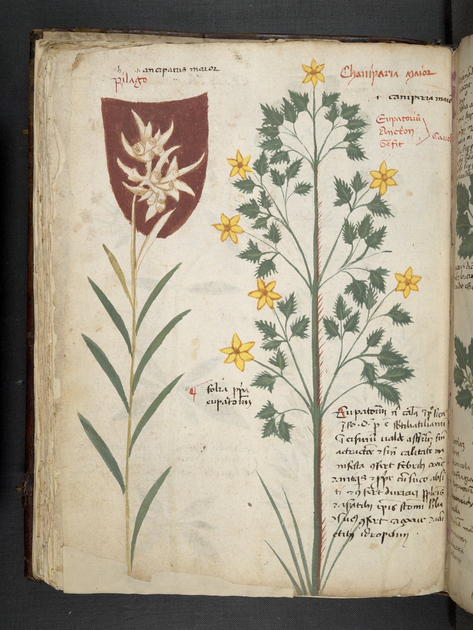 MS 41623 f.35v 