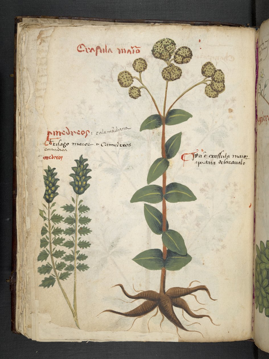 MS 41623 f.37v 