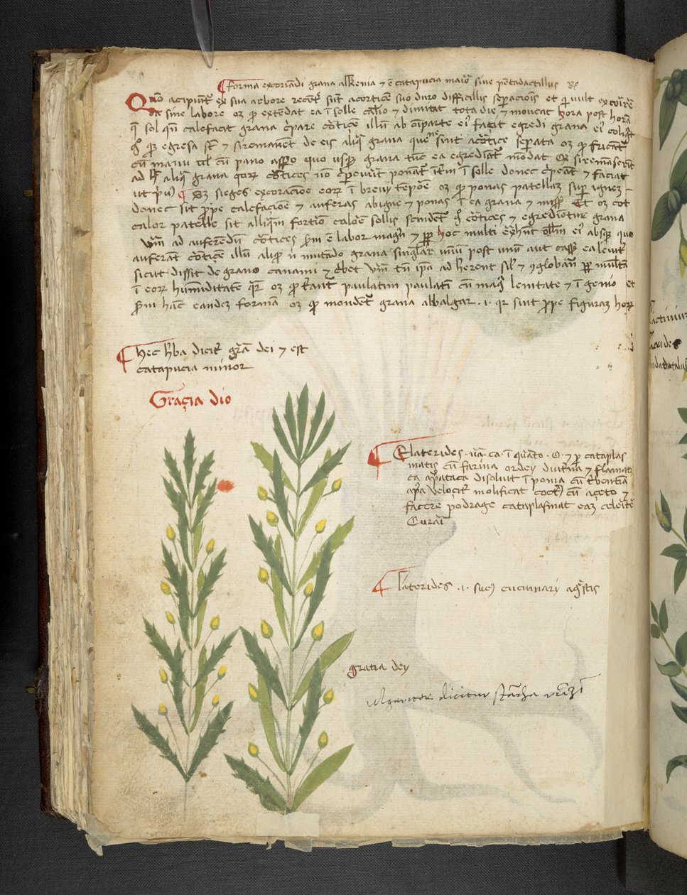 MS 41623 f.39v 