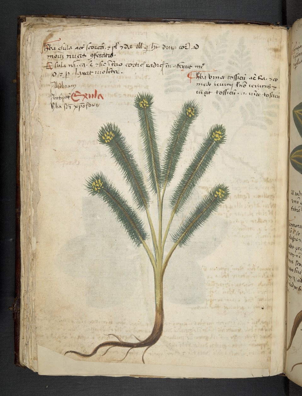 MS 41623 f.39v 