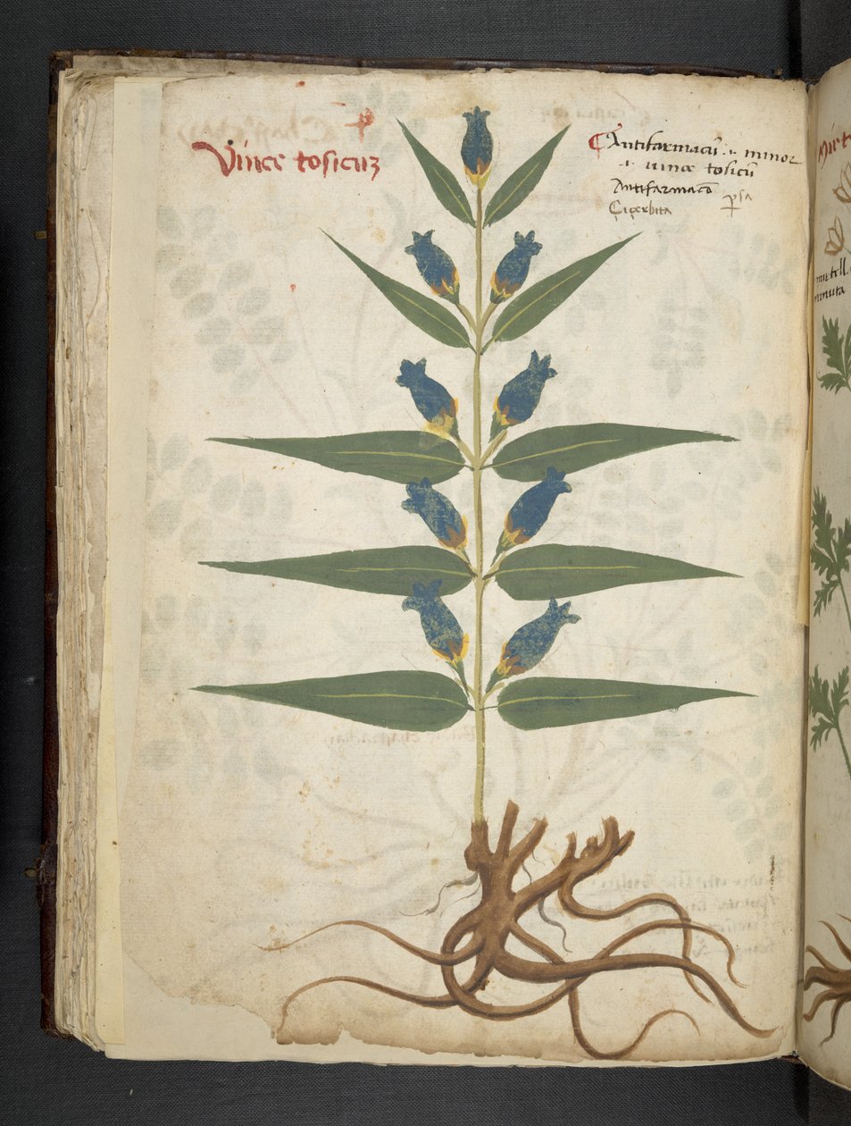 MS 41623 f.41v 
